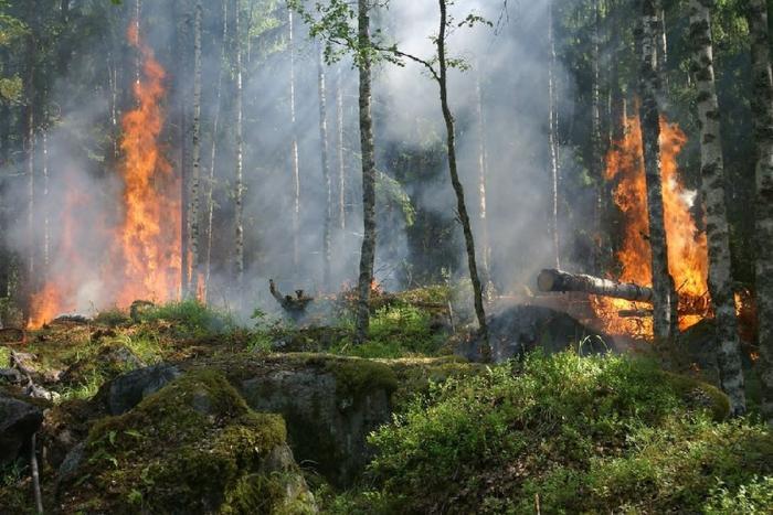 bosco appenino emiliano incendio