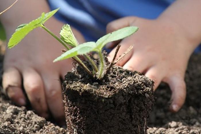 mani di bambino che piantano nel terreno un germoglio