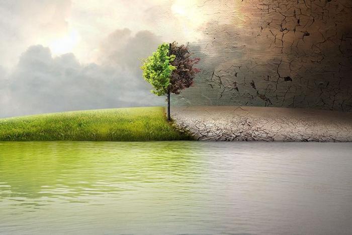 albero con distesa d'acqua e cielo nuvoloso al tramonto