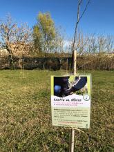 cartello della campagna 'Adotta un albero' su un piccolo nuovo albero