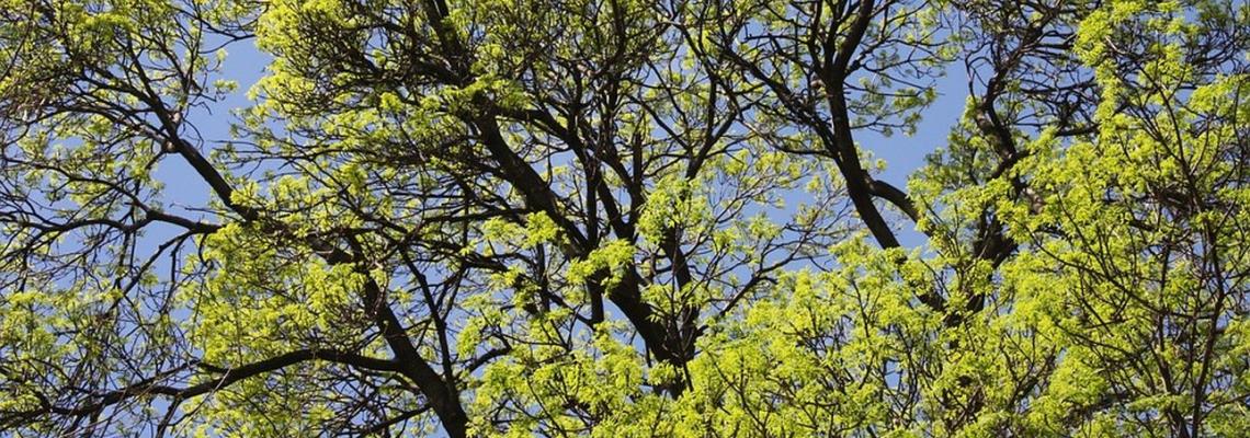 Alberi