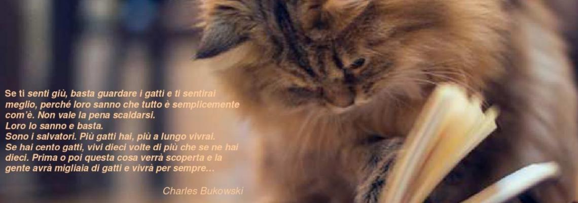gatto siamese che con la zampa sfoglia una pagina del libro e frase di Charles Bukowski