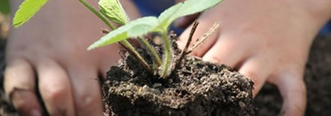 mani di bambino che piantano nel terreno un germoglio