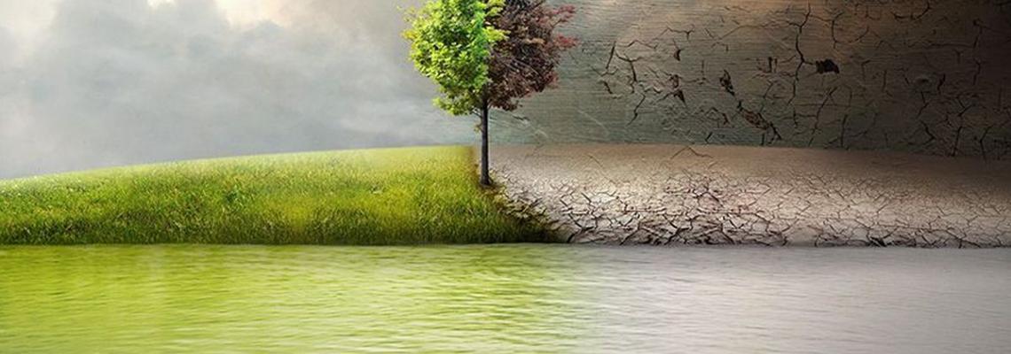 albero con distesa d'acqua e cielo nuvoloso al tramonto